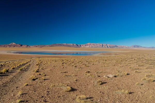 Laguna Collpa Lake Boliviaanse Altiplano — Stockfoto