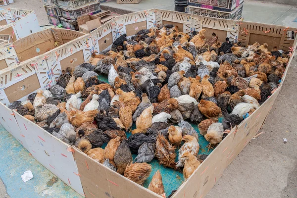 Live chicken for sale on a market in Puno, Peru