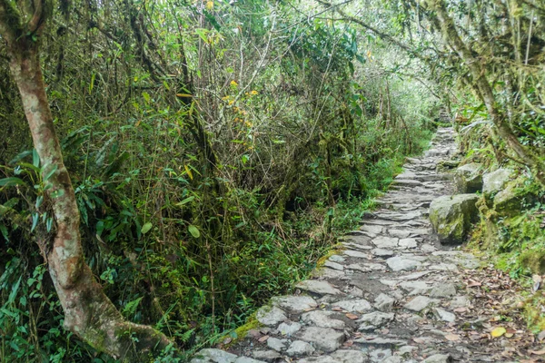 Stromy Szlak Prowadzący Góry Machu Picchu Peru — Zdjęcie stockowe