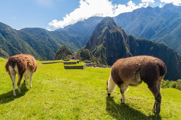 Lama Pascolo Sulle Rovine Machu Picchu Perù — Foto Stock