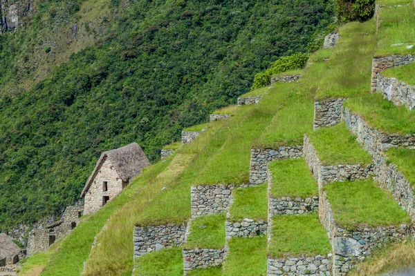 Antiguas Terrazas Agrícolas Las Ruinas Machu Picchu Perú — Foto de Stock