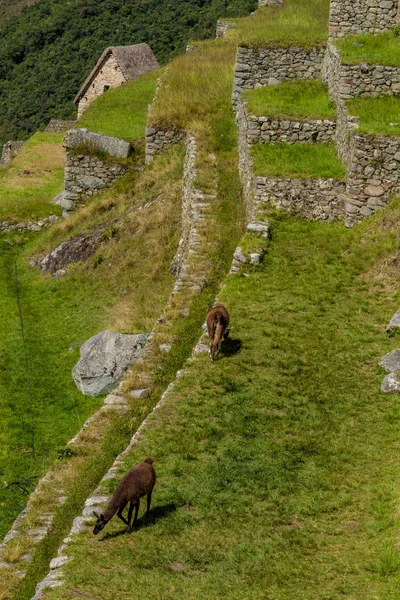 Lamas Pastando Antiguas Terrazas Agrícolas Las Ruinas Machu Picchu Perú — Foto de Stock
