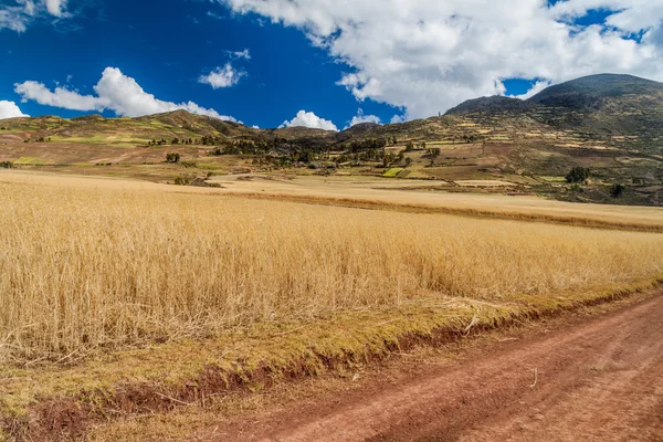 ペルーの聖なる谷の村マラス近くの圃場の道路 — ストック写真