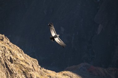 Colca Canyon, Peru'daki and Condor (Vultur gryphus)