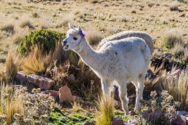 Lamas Reserva Nacional Salinas y Aguada Blanca rezerv, Peru