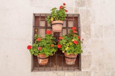 Pencere çiçeklerle Santa Catalina Manastırı: Arequipa, Peru