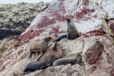 Güney Amerika Deniz Aslanları Paracas Milli Parkı, Peru Ballestas ada buzlu rahatlatıcı.