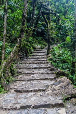 Catarata de Gocta, dünya, kuzey Peru en yüksek şelaleler önde gelen orman iz.