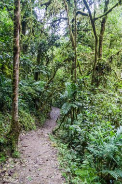 Catarata de Gocta, dünya, kuzey Peru en yüksek şelaleler önde gelen orman iz.