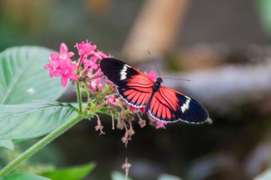 Postman butterfly (Heliconius melpomene tomate) in Mariposario (The Butterfly House) in Mindo, Ecuador clipart