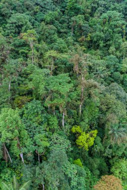 Bulut ormanı yakınındaki Mindo, Ecuador.