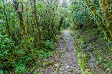 Hiking trail in National Park Podocarpus, Ecuador clipart