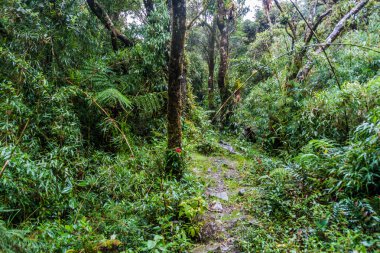 Milli Parkı Podocarpus Güney Ekvator trekking iz