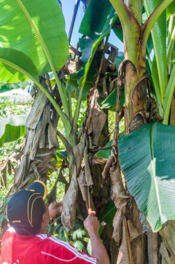 Loreto, Peru - 13 Temmuz 2015: Yerel adam plantain bölgesinin Loreto, Peru bir ormanda hasat