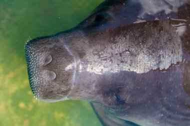 Amazon Manatee Kurtarma Merkezi yakınındaki Iquitos, Peru Amazon manatee (Trichechus inunguis)