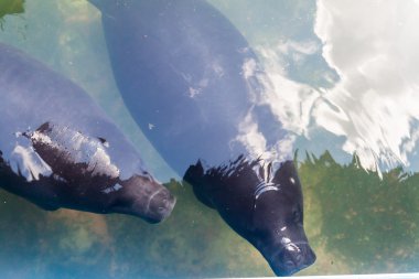 Amazon Manatee Kurtarma Merkezi yakınındaki Iquitos, Peru Amazon manatee (Trichechus inunguis)