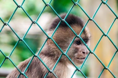 Peder Cocha Iquitos, Peru yakın köyde capuchin maymunu Amazon hayvan yetimhane Pilpintuwasi içinde