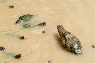Sarı benekli Amazon nehri kaplumbağa (Podocnemis unifilis) ve Fundo Pedrito hayvan çiftliği Köyü Barrio Florido Iquitos, Peru yakın gözlüklü caiman (Caiman crocodilus)