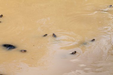 Sarı benekli Amazon nehri kaplumbağa (Podocnemis unifilis) Köyü Barrio Florido Iquitos, Peru yakın Fundo Pedrito hayvan çiftliği