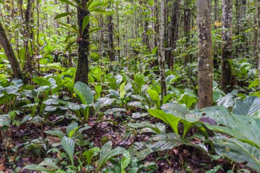 Orman Angel Falls (Salto Angel), dünyanın en yüksek çağlayanıdır (978 m), Venezuela dibinde