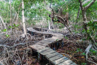 Boardwalk through mangrove forest on Palma island of San Bernardo archipelago, Colombia clipart