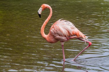 Flamingo üzerinde Palma Adası San Bernardo adalar, Kolombiya