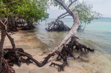 Mangrov Mucura Island San Bernardo adalar, Kolombiya üzerinde
