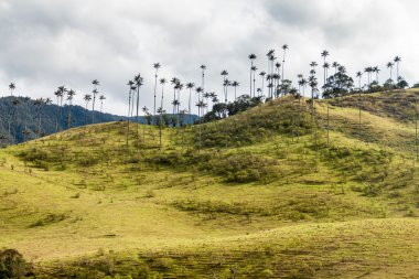 Balmumu avuç içi Cocora Vadisi, Kolombiya