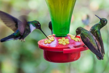 Hummingbirds at the feeder in Cocora valley, Colombia clipart
