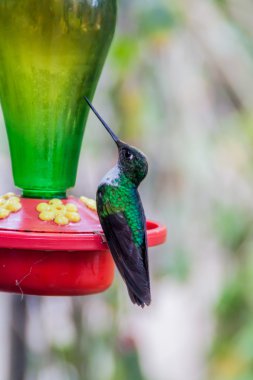 Hummingbird at the feeder in Cocora valley, Colombia clipart