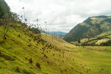 Uzun boylu balmumu avuç içi Cocora Vadisi, Kolombiya.
