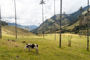 Cocora Valley, Kolombiya balmumu avuç içi altında inek grazes