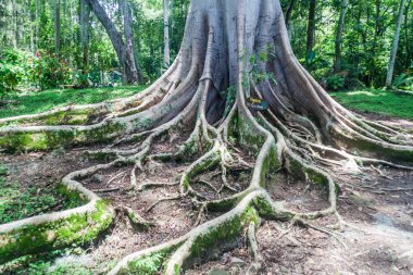Shortleaf incir, San Gil, Kolombiya parkında El Gallineral incir veya vahşi banyantree (Ficus citrifolia) dev sakallı