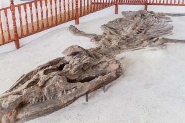 Kronosaurus El son museum yanında Villa de Leyva Kolombiya içinde fosilleşmiş örnek