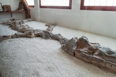 VILLA DE LEYVA, COLOMBIA - SEPTEMBER 22, 2015: Fossilised specimen of Kronosaurus in El Fosil museum near Villa de Leyva in Colombia clipart