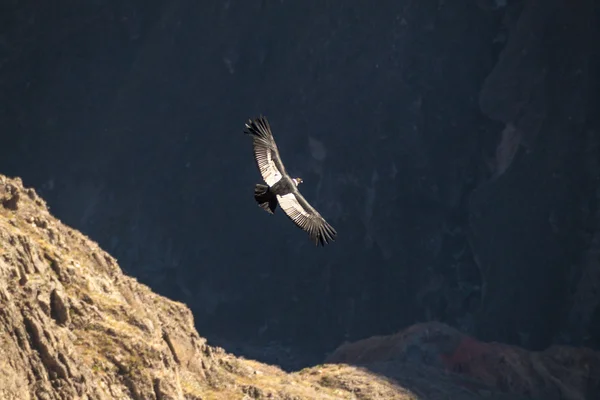 Anden Kondor Vultur Gryphus Colca Canyon Peru — Stockfoto