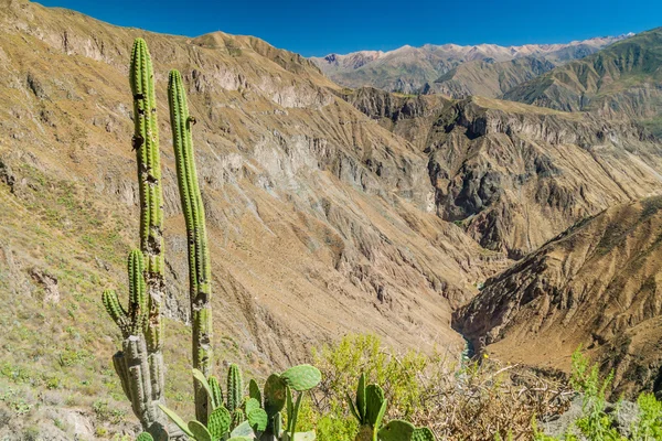 Cañón Colca Segundo Cañón Más Profundo Del Mundo Perú — Foto de Stock