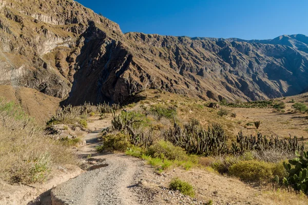 Canyon Colca Perù Sullo Sfondo — Foto Stock