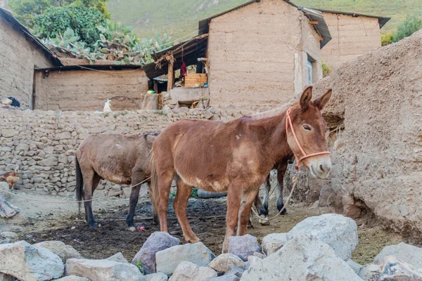 Donkeys Village Malata Colca Canyon Peru — Stock Photo, Image