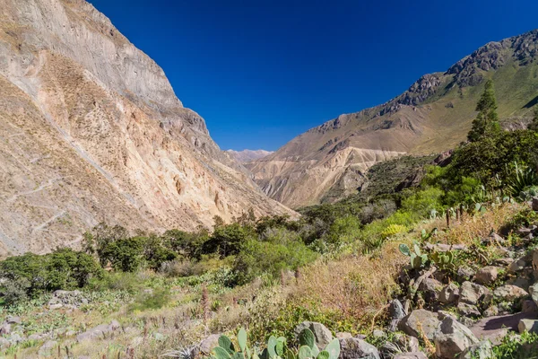 Каньон Колка Перу Заднем Плане — стоковое фото