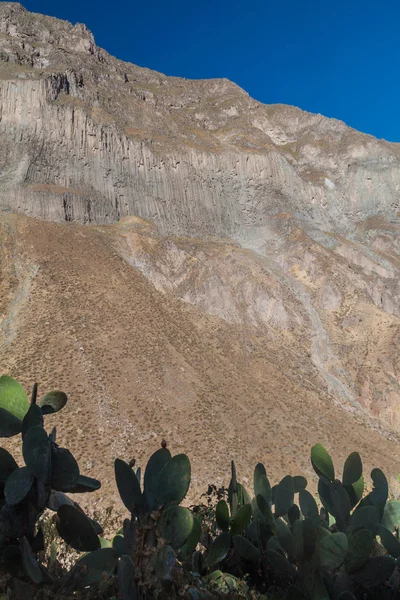 Kaktuszok Colca Canyon Peru — Stock Fotó