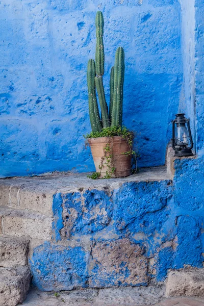 Ayrıntı Bir Duvar Santa Catalina Manastırı Arequipa Peru Bir Kaktüs — Stok fotoğraf