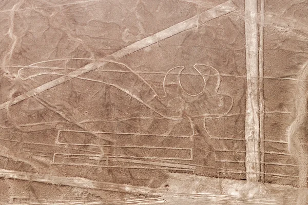 Letecký Pohled Geoglyfy Poblíž Nazca Slavná Nazca Lines Peru Papoušek — Stock fotografie