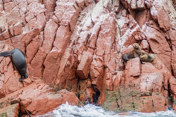 Lobos Marinos Sudamericanos Relajándose Las Rocas Las Islas Ballestas Parque — Foto de Stock