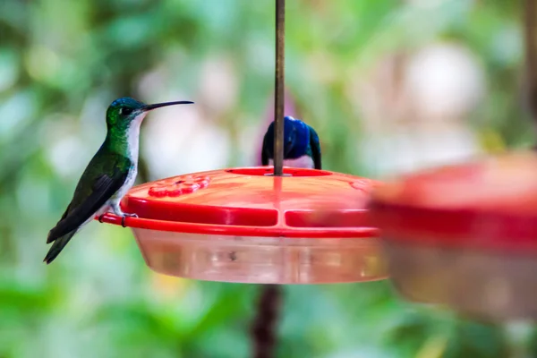 Colibríes Comedero Mindo Ecuador —  Fotos de Stock