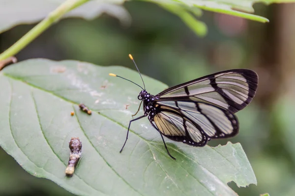 Imágenes: mariposas en primavera | Noche dorada en el Prado de verano