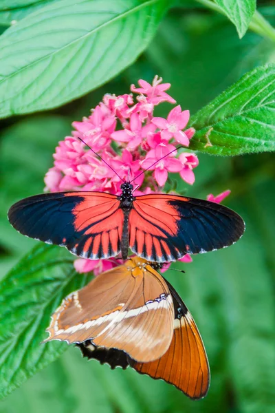Heliconius 和锈尖的页蝴蝶在 Mariposario 蝴蝶议院 Mindo 厄瓜多尔 — 图库照片