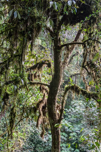 Dense forest in Nambillo Cloud Forest Reserve near Mindo, Ecuador.