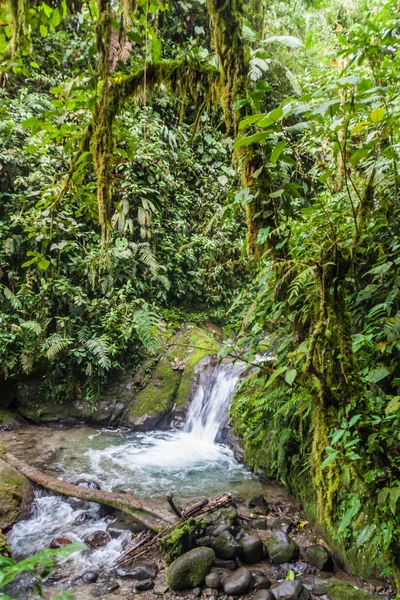 Malý Vodopád Nambillo Cloud Forest Reserve Nedaleko Mindo Ekvádor — Stock fotografie