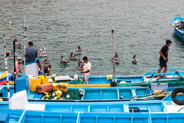 Puerto Lopez Ecuador July 2015 Pelicans Gather Fishing Boats Port — Stock Photo, Image